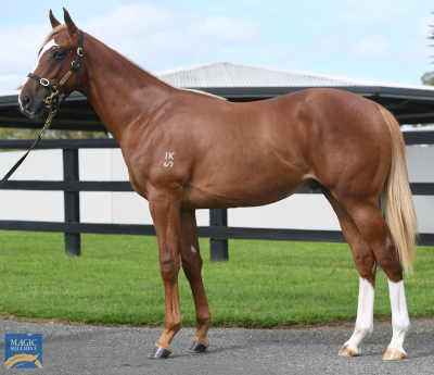 Magic Millions Horses