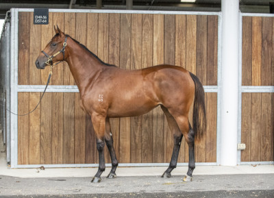 Magic Millions Horses