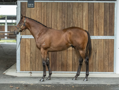 Magic Millions Horses