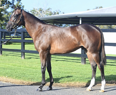 Magic Millions Horses