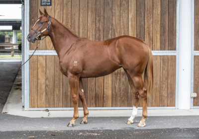 Magic Millions Horses