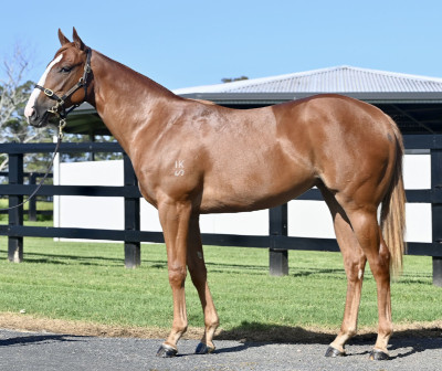 Magic Millions Horses