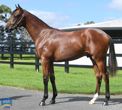 Magic Millions Horses