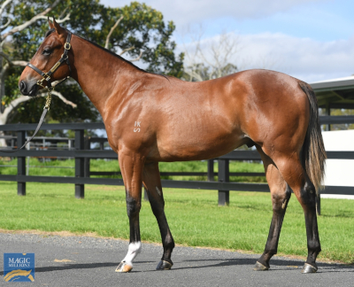 Magic Millions Horses