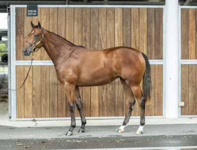 Magic Millions Horses