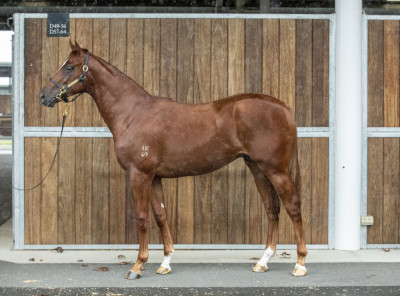 Magic Millions Horses