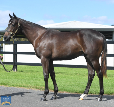 Magic Millions Horses