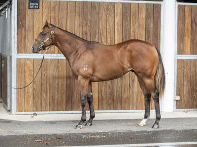 Magic Millions Horses