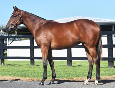 Magic Millions Horses