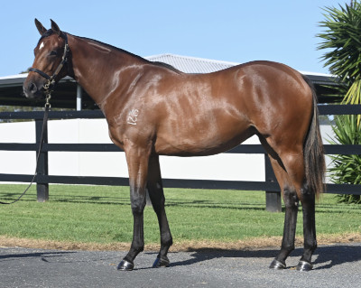 Magic Millions Horses