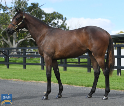 Magic Millions Horses