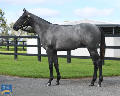 Magic Millions Horses