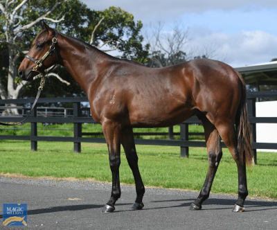 Magic Millions Horses