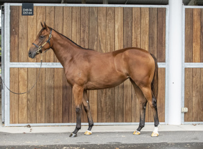 Magic Millions Horses