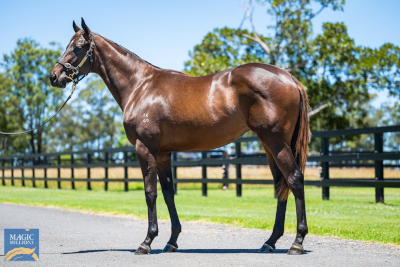 Magic Millions Horses