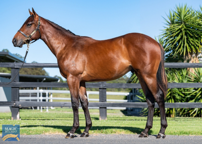 Magic Millions Horses