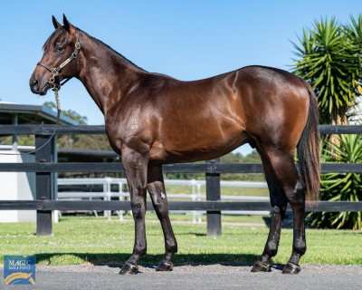 Magic Millions Horses