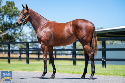 Magic Millions Horses