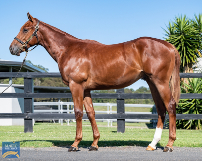 Magic Millions Horses