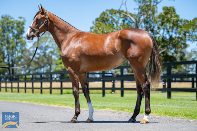 Magic Millions Horses