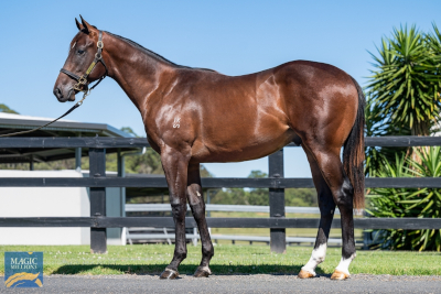 Magic Millions Horses