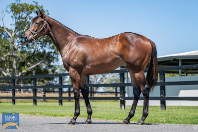 Magic Millions Horses