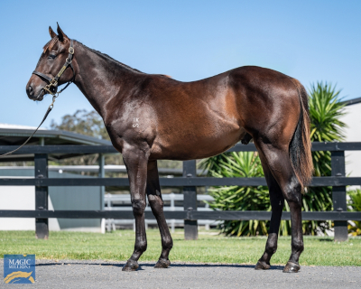 Magic Millions Horses