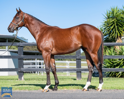 Magic Millions Horses