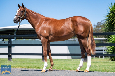 Magic Millions Horses