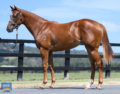 Magic Millions Thoroughbred Horses