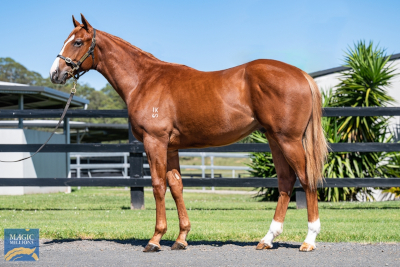 Magic Millions Horses