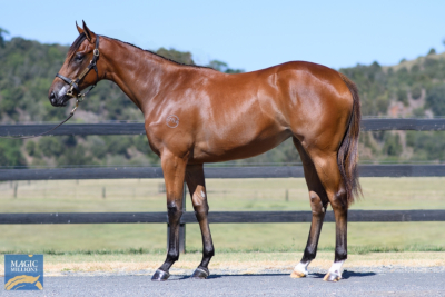 Magic Millions Thoroughbred Horses