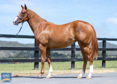 Magic Millions Thoroughbred Horses