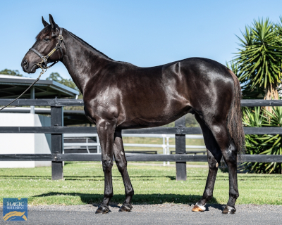 Magic Millions Horses