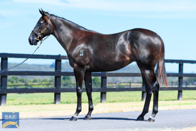 Magic Millions Horses