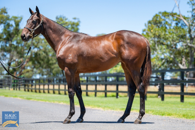 Magic Millions Horses