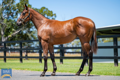 Magic Millions Horses