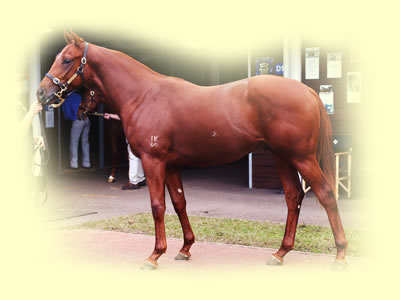 Chestnut Colt - Woodman-Review(NZ) by Star Way(GB)