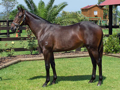 Magic Millions Thoroughbred Horses