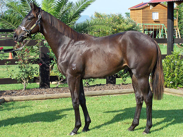 black thoroughbred racehorse. champion racehorse LONHRO.