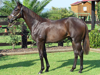 Magic Millions Horses