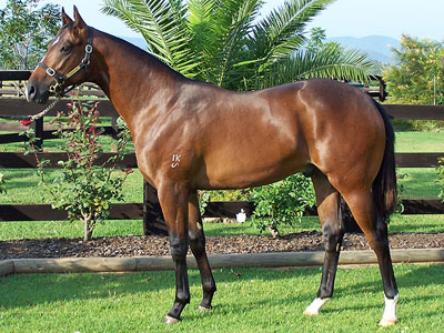 Magic Millions Thoroughbred Horses