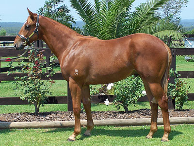 Magic Millions Thoroughbred Horses