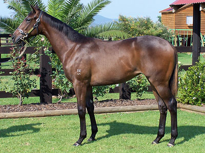 Magic Millions Thoroughbred Horses