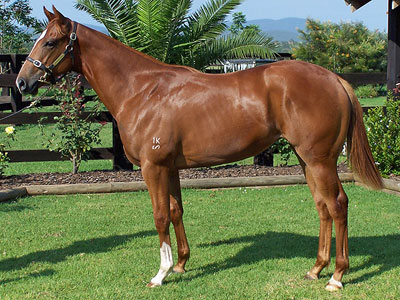 Magic Millions Thoroughbred Horses