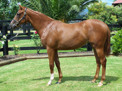 Magic Millions Thoroughbred Horses