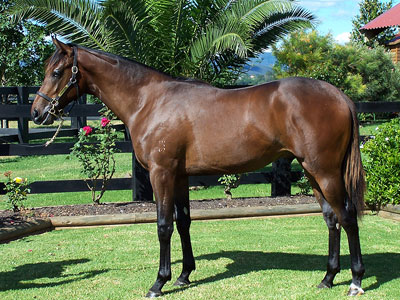 Magic Millions Horses