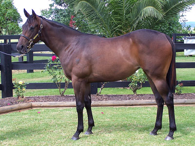 Magic Millions Thoroughbred Horses