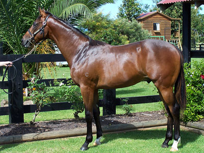 Magic Millions Thoroughbred Horses