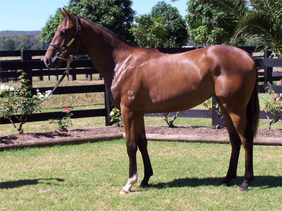 Magic Millions Thoroughbred Horses